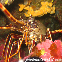 Spiny Lobster - Image