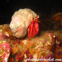 Hermit Crab - Image