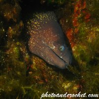 Moray Eel - image