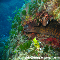 Moray Eel - image