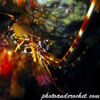 Spiny Lobster - Image