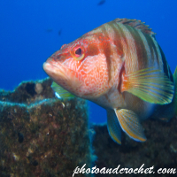 Painted Comber - Image