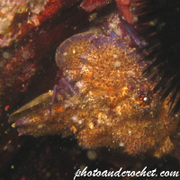 Locust lobster - Image