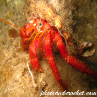 Hermit Crab - Image