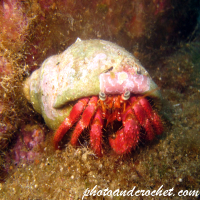 Hermit Crab - Image