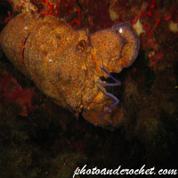 Locust lobster - Image