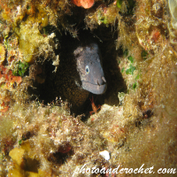 Moray Eel - image