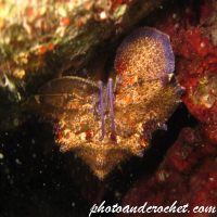 Locust lobster - Image