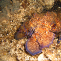 Locust lobster - Image