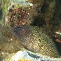 Moray Eel - image