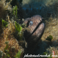 Moray Eel - image