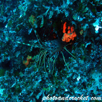 Spiny Lobster - Image