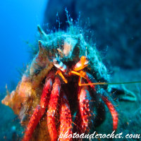 Hermit Crab - Image