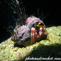 Hermit Crab - Image