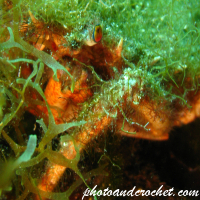 Spinous spider - Image