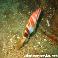 Painted Comber - Image