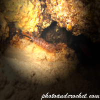 Common prawn - Image