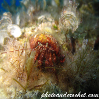 Small Hermit - Image