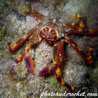 Herbstia condyliata - Image