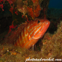 Underwater and Sealife