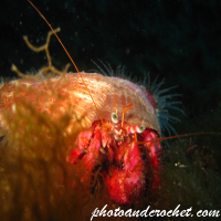 Hermit anemone - Image