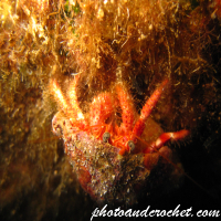 Hermit Crab - Image