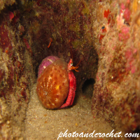 Hermit anemone - Image