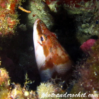 Painted Comber - Image