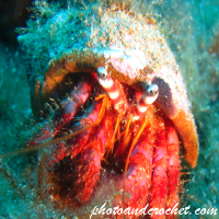 Hermit Crab - Image