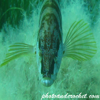 Painted Comber - Image