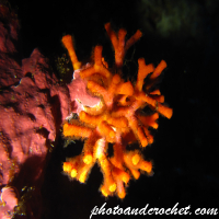 False coral - Image