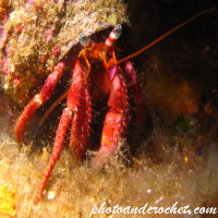 Hermit Crab - Image