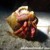 Hermit Crab - Image