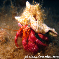 Hermit Crab - Image