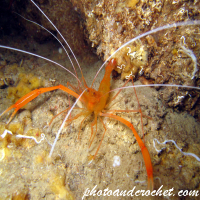 Banded shrimp - Image