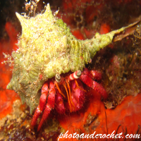 Hermit Crab - Image