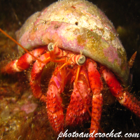 Hermit Crab - Image