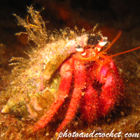 Hermit Crab - Image