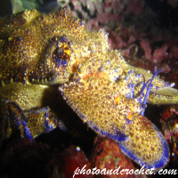 Locust lobster - Image