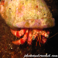 Hermit Crab - Image