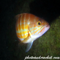 Underwater and Sealife