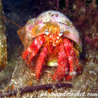 Hermit Crab - Image