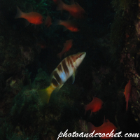 Painted Comber - Image