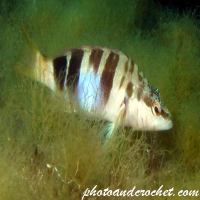 Painted Comber - Image