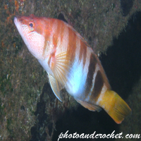 Painted Comber - Image