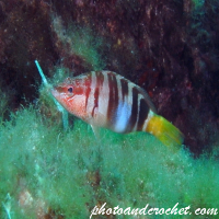 Painted Comber - Image