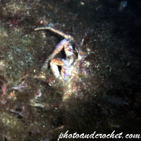 Spinous spider - Image