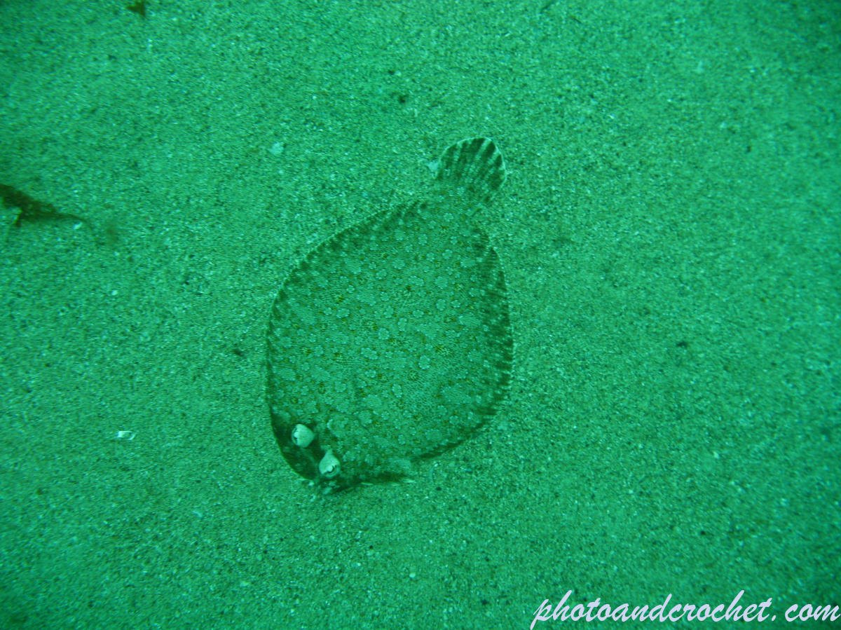Wide-eyed flounder - Image