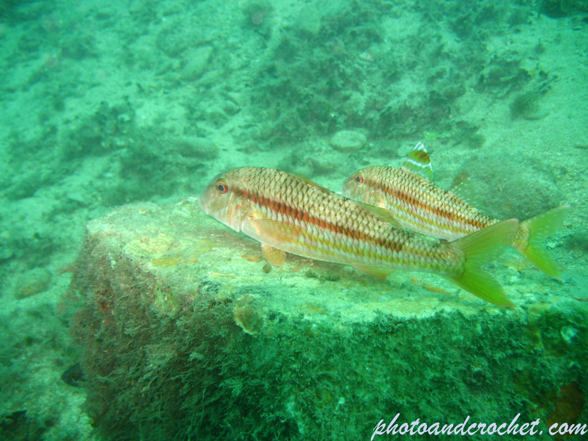 Striped Red Mullet - Image