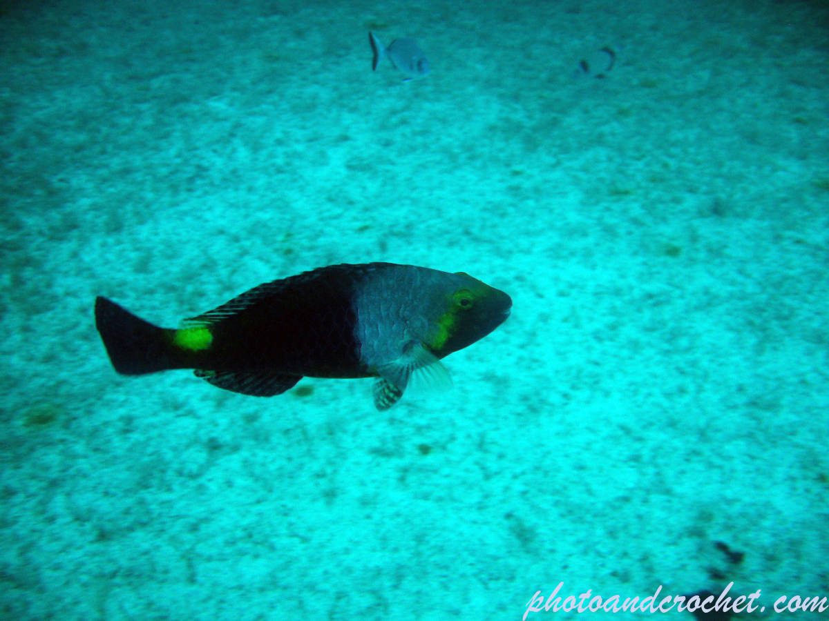 Parrotfish - Image